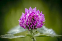 7 tác dụng tuyệt vời của cỏ ba lá đối với sức khỏe