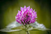 7 tác dụng tuyệt vời của cỏ ba lá đối với sức khỏe