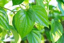 Loại lá có vị cay nồng ví như 'kháng sinh tự nhiên' ngăn ngừa ung thư