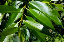 3 loại lá mọc dại đầy vườn, tốt cho đường tiêu hóa