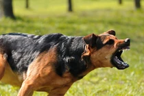 Bé trai 3 tuổi bị chó lai Becgie nặng 40kg cắn đứt xương hàm