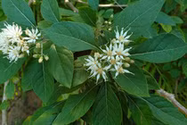 Tác dụng tuyệt vời của cây mật gấu không phải ai cũng biết