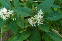 Tác dụng tuyệt vời của cây mật gấu không phải ai cũng biết