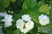 5 công thức làm đẹp da, se khít lỗ chân lông từ hoa nhài