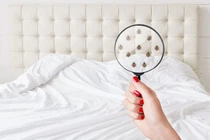 Loài vật nhỏ hơn sợi tóc có thể gây dị ứng, viêm xoang cho con người