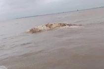 Phát hiện vật thể nghi xác cá voi trên vùng biển Thái Bình