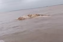 Phát hiện vật thể nghi xác cá voi trên vùng biển Thái Bình