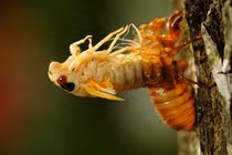 Từ vụ ngộ độc vì ăn xác nhộng ve sầu: Bác sĩ cảnh báo gì? 