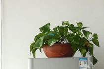 Tuyệt đối không đặt thứ này trên nóc tủ lạnh, nếu không muốn tiền điện tăng