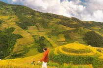 Tọa độ "săn" mùa lúa chín đẹp nhất Việt Nam 