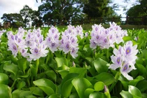 4 loại cây mọc dại ở Việt Nam, sang nước ngoài lại là “hàng hiếm”