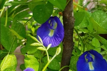 8 lợi ích của hoa đậu biếc đối với sức khỏe không nên bỏ qua