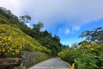 Hoa dã quỳ khoe sắc vàng rực rỡ trên sườn núi Ba Vì