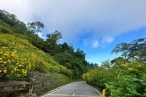 Hoa dã quỳ khoe sắc vàng rực rỡ trên sườn núi Ba Vì