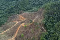 Rừng tự nhiên do Cty Trường Lộc quản lý bị tàn phá: Ai chịu trách nhiệm?