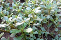 Tác dụng tuyệt vời của rau sam đối với sức khỏe không phải ai cũng biết