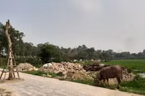 Thái Nguyên: Chăn trâu trên phố đi bộ Phổ Yên, chính quyền nói gì?