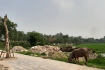 Thái Nguyên: Chăn trâu trên phố đi bộ Phổ Yên, chính quyền nói gì?