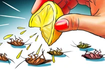 7 mẹo đuổi gián cực kì hiệu quả không cần sử dụng hóa chất