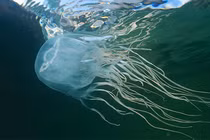 Bị sứa cắn, bé gái dị ứng ngất xỉu: Sứa biển độc như thế nào?