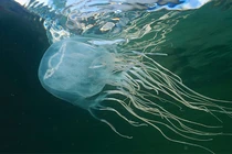 Bị sứa cắn, bé gái dị ứng ngất xỉu: Sứa biển độc như thế nào?