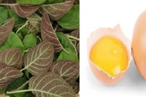Lá mơ lông với trứng gà có tác dụng gì?