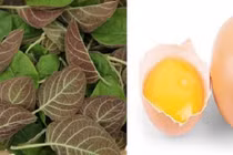 Lá mơ lông với trứng gà có tác dụng gì?