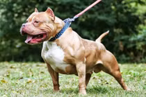 Cụ bà 82 tuổi bị chó Pitbull cắn tử vong thương tâm