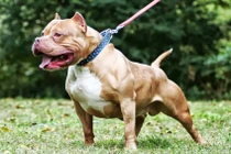 Cụ bà 82 tuổi bị chó Pitbull cắn tử vong thương tâm