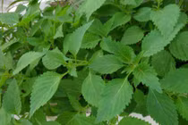 Bà bầu có nên ăn rau kinh giới?