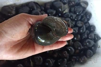 Ốc bươu đen, ốc lác giảm giá