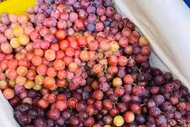 Nho kẹo đỏ Trung Quốc giá rẻ hơn rau