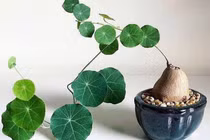 4 loại cây dây leo trồng trong nhà hút tài lộc, cải thiện không khí 