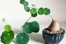 4 loại cây dây leo trồng trong nhà hút tài lộc, cải thiện không khí 