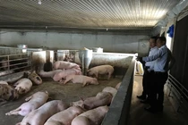 Giá thịt heo tăng, doanh nghiệp chăn nuôi hồi sinh