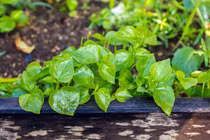 7 tác dụng tuyệt vời của rau càng cua đối với sức khỏe