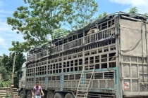 Tạm giữ 150 con trâu không rõ nguồn gốc, xuất xứ 