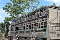 Tạm giữ 150 con trâu không rõ nguồn gốc, xuất xứ 