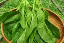 3 loại rau ăn nhiều sáng mắt, bổ gan, phòng bệnh dạ dày