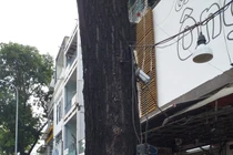 Cây xanh đô thị cần được chăm sóc, bảo vệ nghiêm ngặt