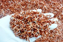 Lợi ích bất ngờ của gạo lứt nảy mầm đối với sức khỏe