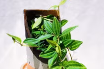 6 loại cây cảnh 'hút tài lộc' kéo vận may cho gia chủ