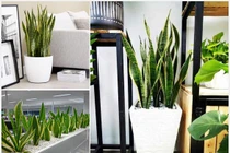 9 loại cây lọc không khí cực tốt cho sức khỏe gia đình