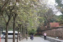 Sắc xuân Tây Bắc trong lòng Hà Nội 