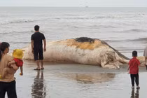 Xác cá voi nặng hơn 5 tấn trôi dạt vào bờ biển Nam Định