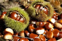 6 lợi ích bất ngờ của hạt dẻ đối với sức khoẻ