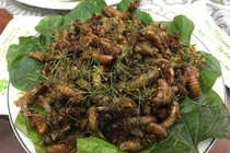 Cô gái 29 tuổi nhập viện sau khi ăn ve sầu rang lá chanh