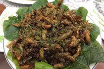 Cô gái 29 tuổi nhập viện sau khi ăn ve sầu rang lá chanh