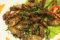 Ngộ độc ve sầu: Điểm vụ ngộ độc do thử đặc sản "độc lạ"