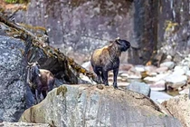 Đang đi đường, giật mình thấy linh thú trong truyền thuyết bất ngờ lộ diện 